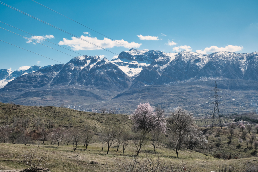 Blick auf das schneebedeckte Zagros Gebirge, mit rosa blühenden Mandelbäumen im Vordergrund