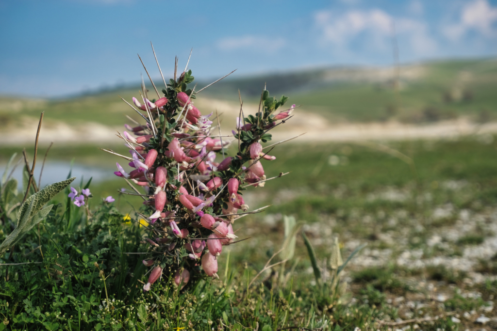 Nahaufnahme eines dornigen Strauchs mit vielen rosa Blüten vor unscharfem Hügel.