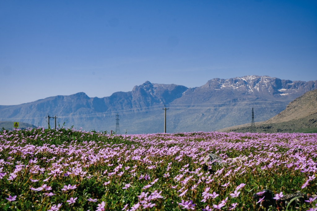 Ein rosa Blütenmeer vor stattlichen Bergen