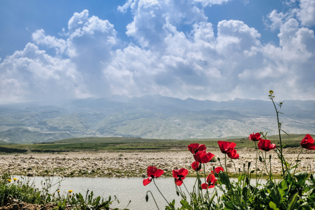 Karmesinrote Mohnblumen blühen vor einem Fluss und wolkenverhangenen Bergen