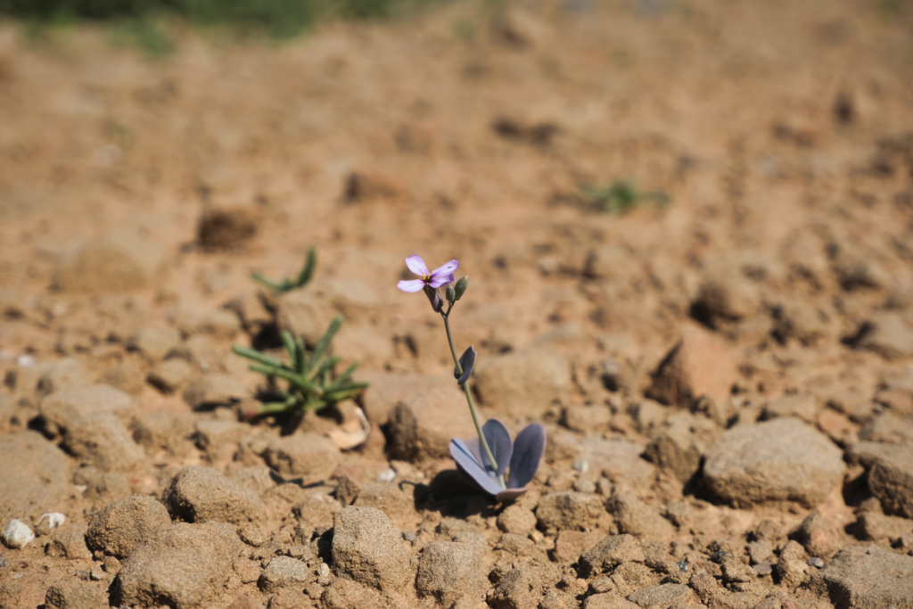 Nahaufnahme einer einzelnen Blume mit blassvioletter Blüte. 