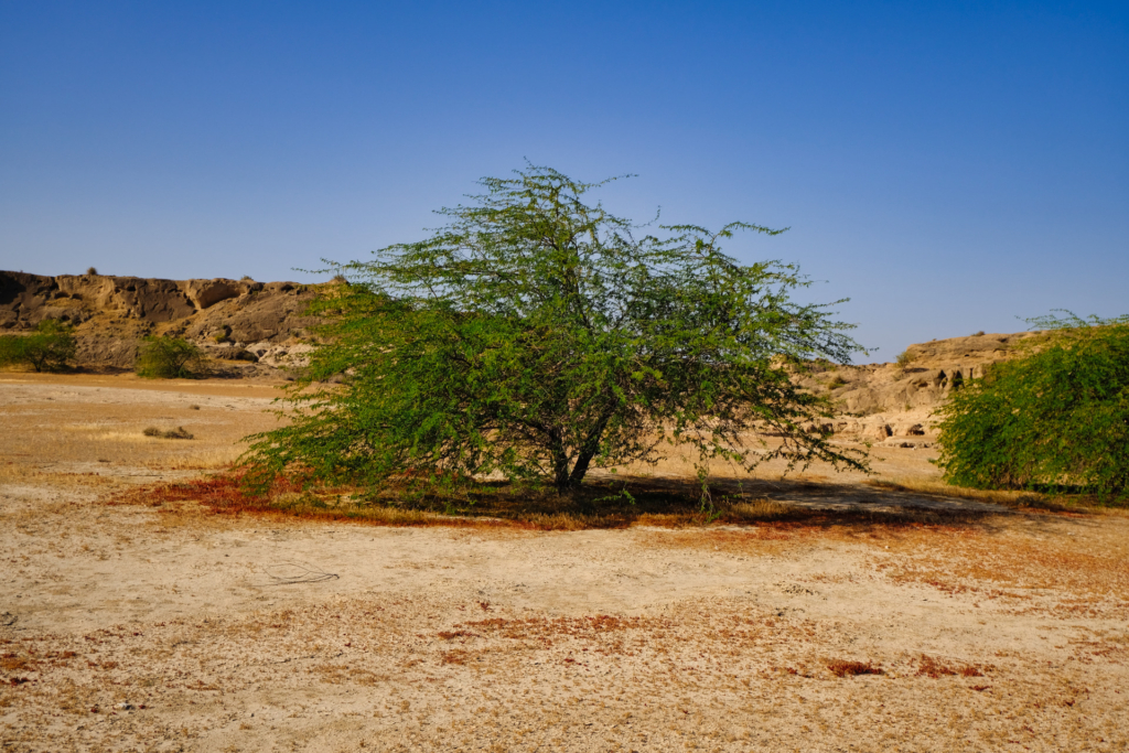 Ein grüner Baum steht in einer wüstengelben Landschaft. Rote Flechten bedecken den Boden um den Baum, und der Himmel leuchtet beinahe blau.