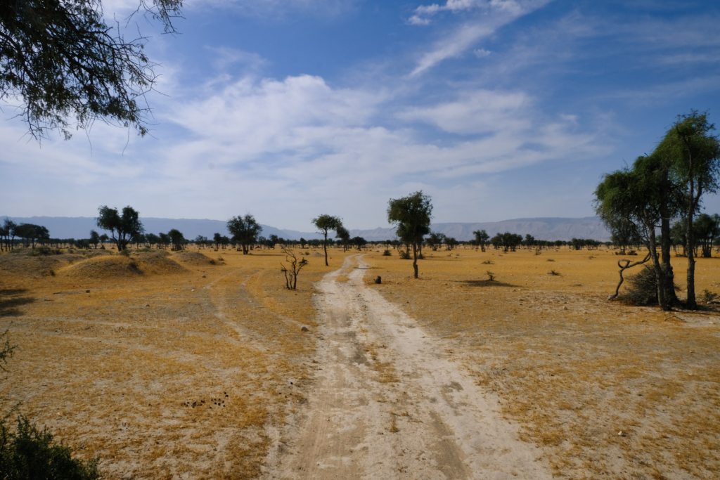 Ein Feldweg führt in leichten Kurven durch eine Savanne. Der Boden ist strohgelb von vertrockneten Grasbüscheln, und vereinzelt wachsen Bäume.