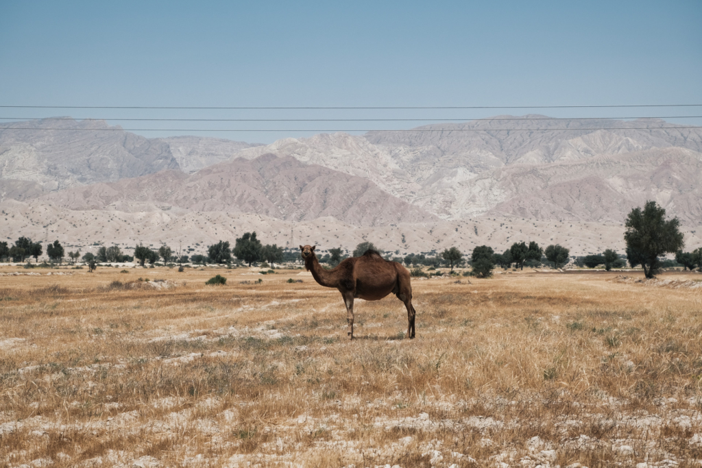 Zentriert im Bild steht ein dunkelbraunes Kamel, seitlich zur Kamera und schaut zu uns. Im Hintergrund ragen pastellfarbene hellbraune Berge auf 