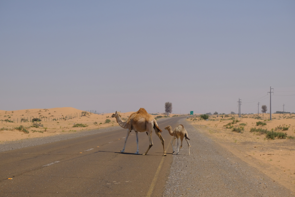 Eine Straße führt geradeaus durch die sengende Wüste zum Horizont. Ein Kamel und sein Junges queren gemeinsam die Straße.