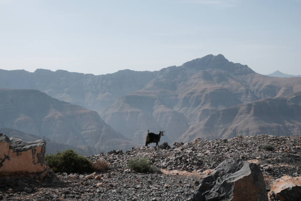 Wir stehen auf einem kleinen, steinigen Plateau. 50 Meter vor uns fällt es ab und gibt den Blick frei auf die Berge des Hadschar-Gebirges. Direkt am Rand steht eine dunkelbraune Ziege und schaut in die Ferne.