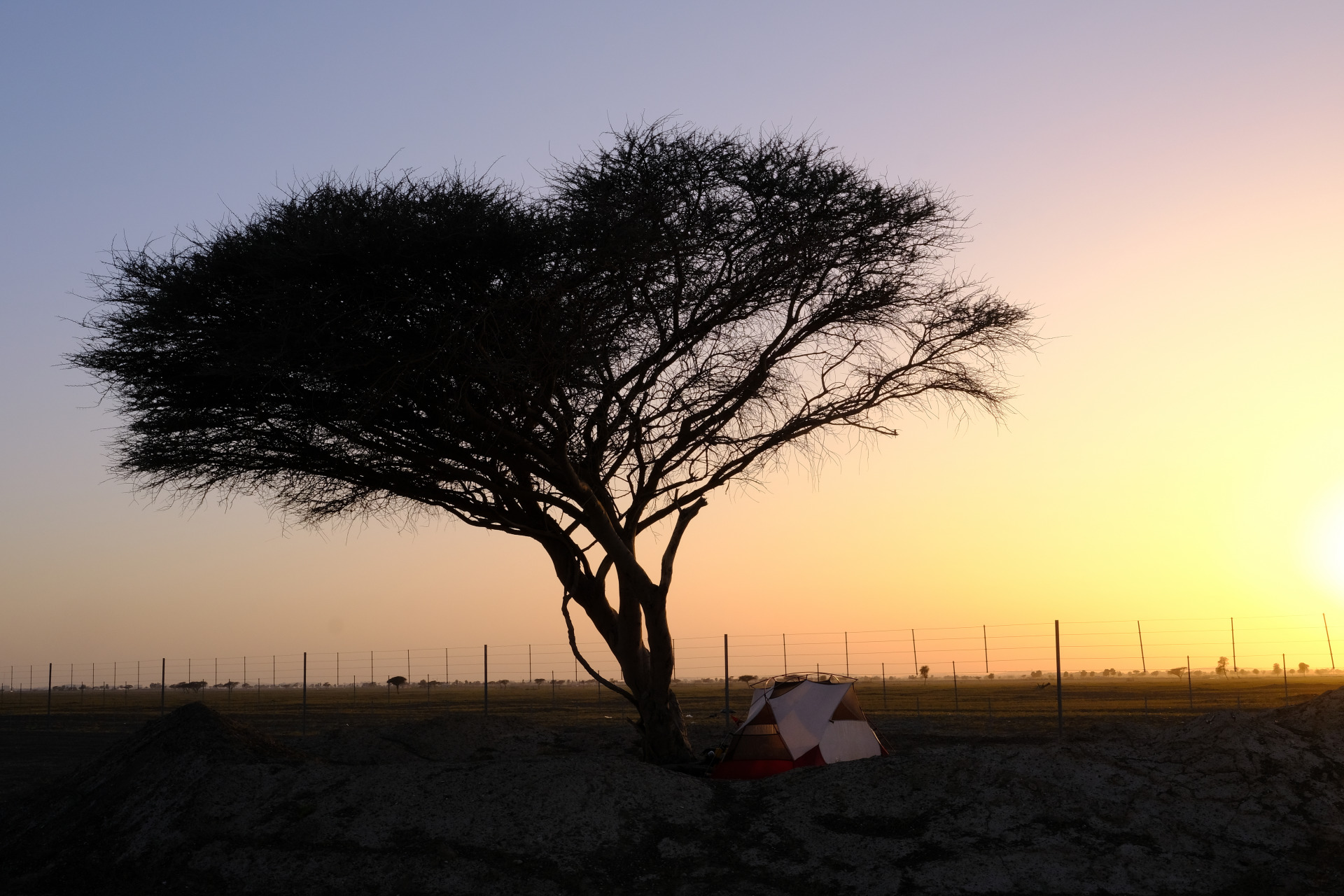 Ein Großer Ghaf Baum dominiert das Bild. Der Sonnenaufgang färbt den Himmel von Lila auf der linken Seite, über Rot und Orange, bis hin zu glühenden Gelb am rechten Horizont. Unter dem Baum ist mein Zelt