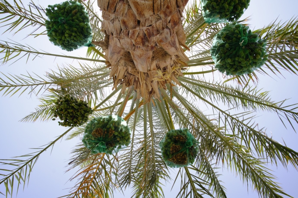 Wir blicken von unten auf eine überhängende Dattelpalme. Der mit alten, gekappten Ästen überwucherte Stamm fällt von oben ins Blickfeld. Von der Mitte des Bildes ragen die schmalen Palmwedel sternförmig nach außen. Dazwischen hängen die vollen Datteltrauben.